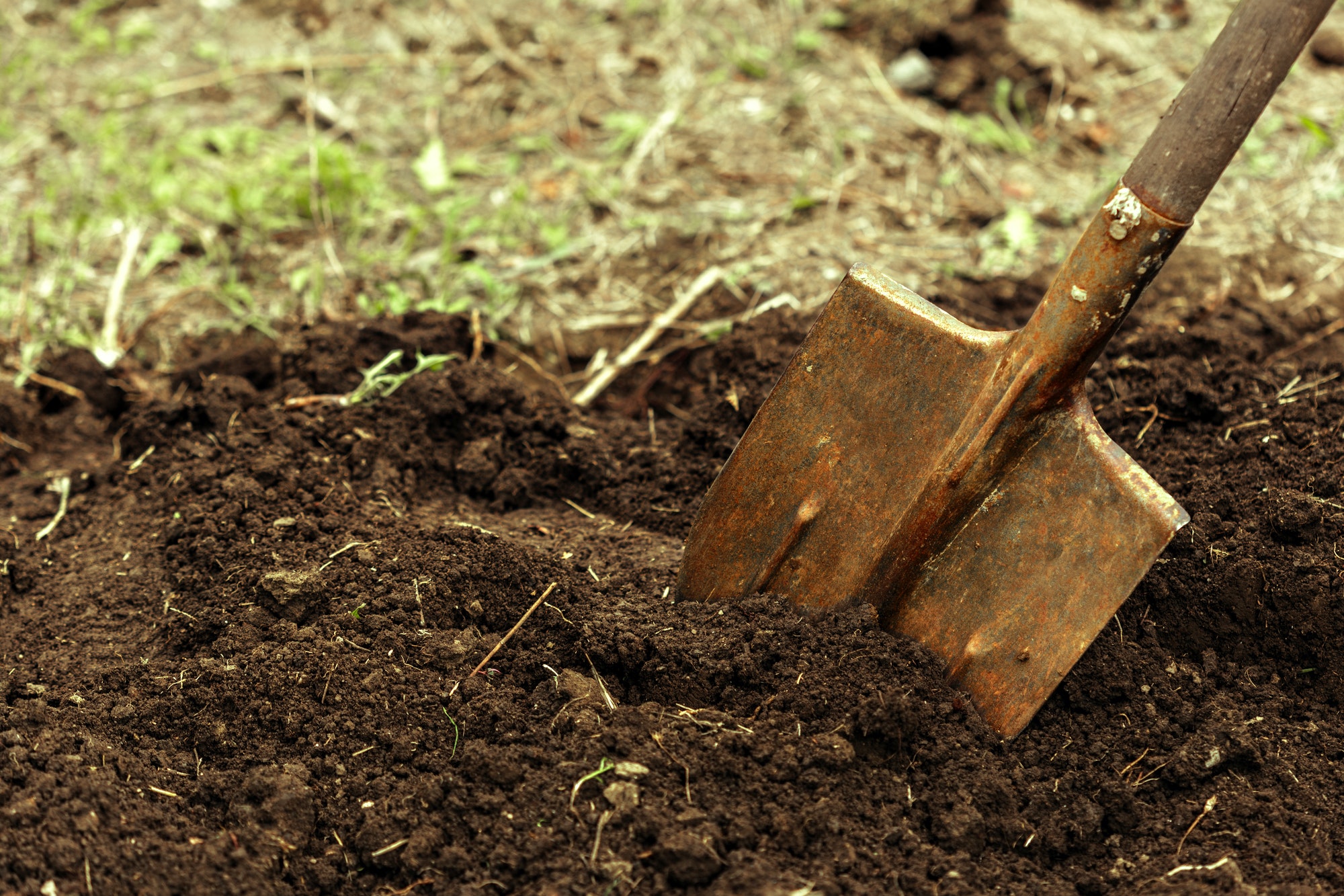 shot of digging at allotment. Close-up, Concept of gardening